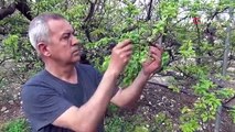 Mersin’de erik bahçeleri meyve vermeye başladı