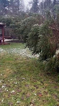 Branch Specialists Rochester NY: Premier Tree Service in Rochester