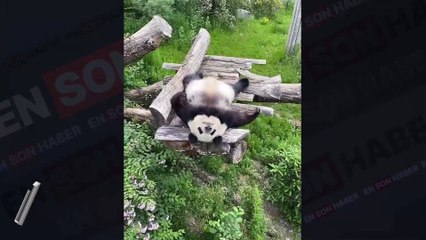 Hiçbir şey yapmadan yatıp keyif çatan panda