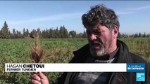 Tunisie : un agriculteur expérimente d'anciennes variétés de blé face au changement climatique