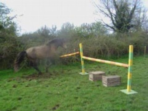 Bobtail du Sault saute en liberté à 19ans