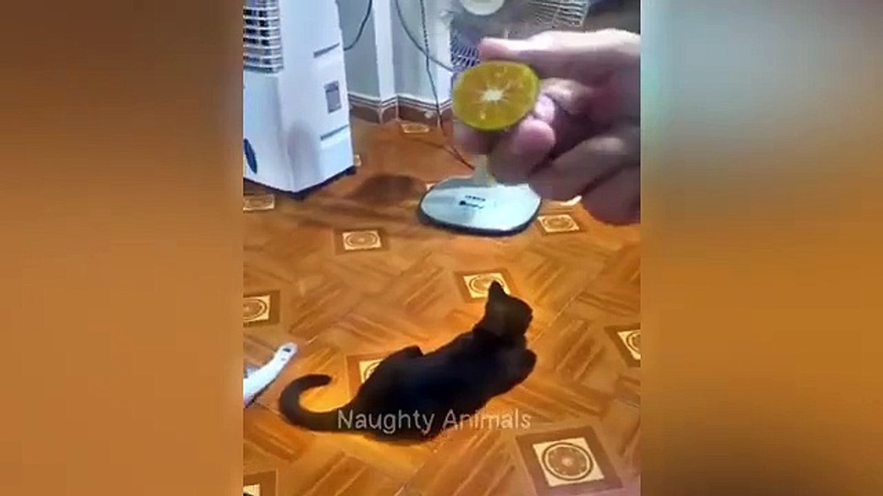 New Funny Animals 2024  Funniest Cats and Dogs  Part 4