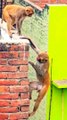 Monkey Funny Moments , Animal Shorts, Trending Video, New Trending Video,Viral Video #Animalsvideo#Viralvideo#Wildanimals#Amimals