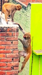 Monkey Funny Moments , Animal Shorts, Trending Video, New Trending Video,Viral Video #Animalsvideo#Viralvideo#Wildanimals#Amimals