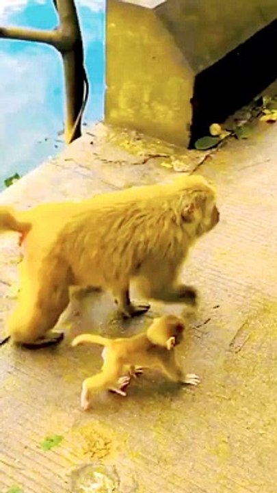 Cute Funny Baby Monkey Shorts, Monkey Shorts, Monkey Video, Animal's Shorts,Wild Animals, Indian Langoor Shorts #animals#Monkey#Wildanimals