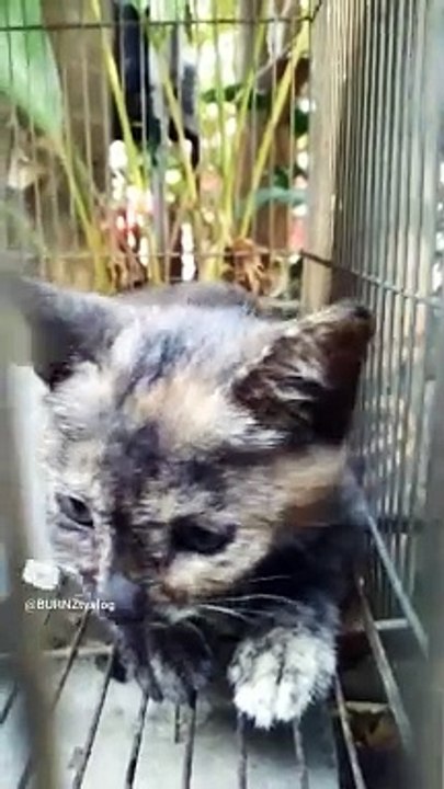 CUTE KITTEN