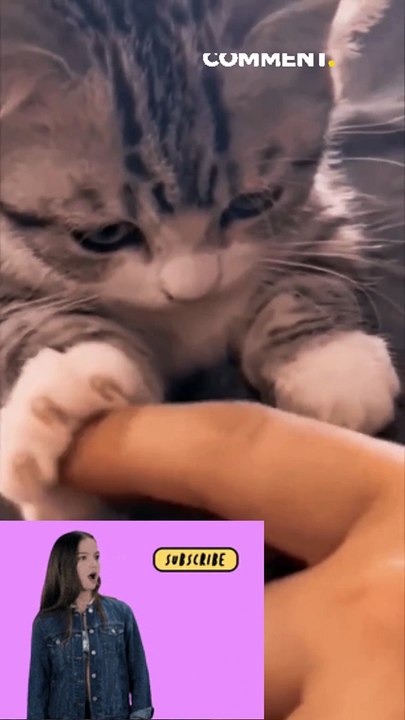 New Funny cat video