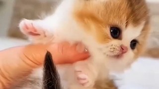 New Funny Cat Videos 2024