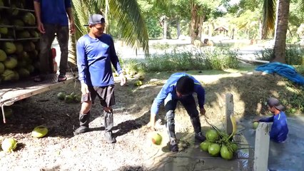 3 Second Coconut Cutting! New Technology of Making Coconut Water in Mass Production  Thai Factory