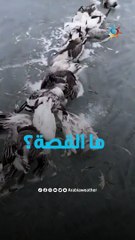 نفوق مئات من الطيور بشكل مفاجئ