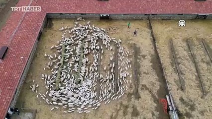 Amasya'da süt kuzularının anneleriyle buluşması görüntülendi