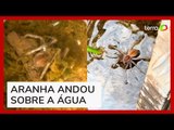 Influenciador é surpreendido por aranha 'mergulhadora' antes de pescaria