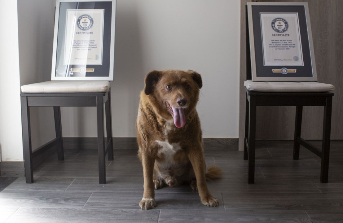 'World's oldest dog' Bobi stripped of record