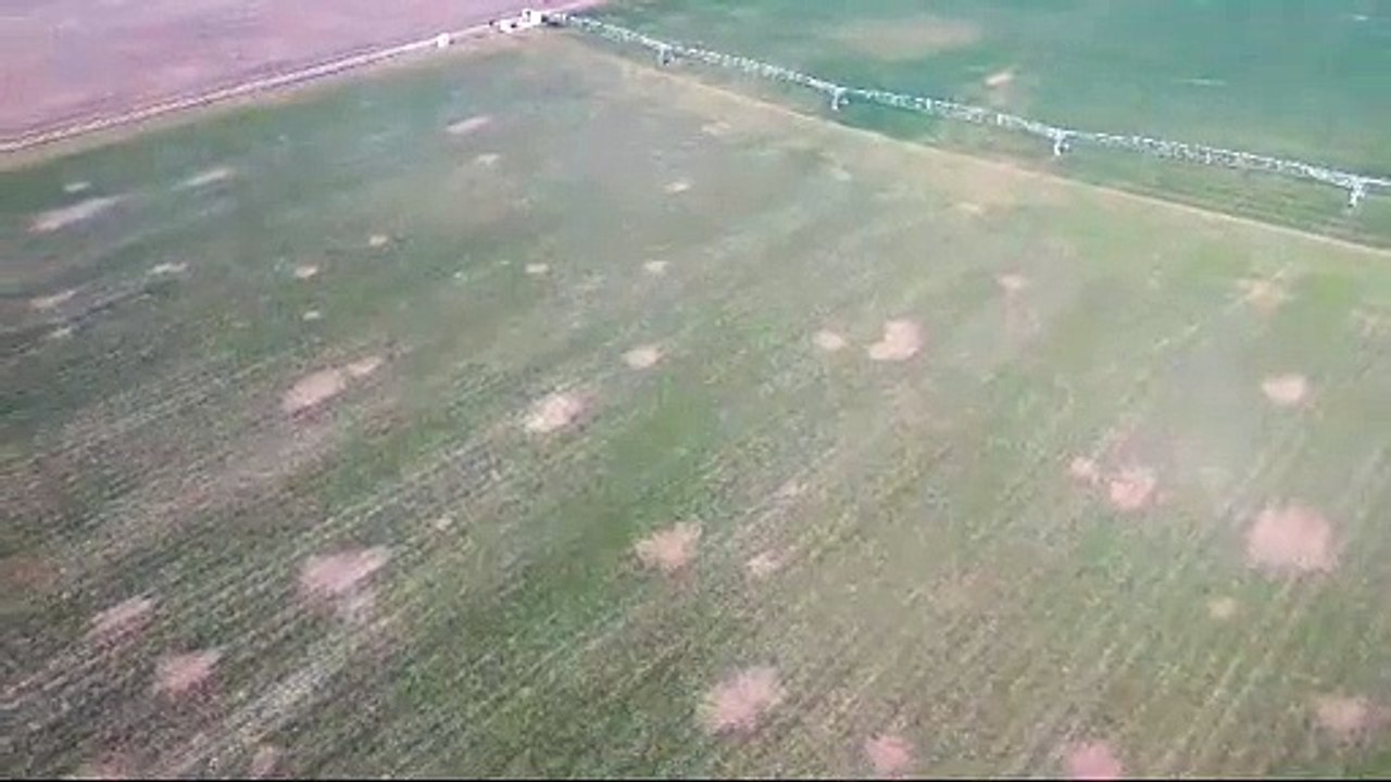 Campo afectado por la plaga de topillos