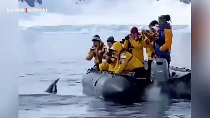 Katil balinadan kaçan penguen turistlerin botuna atlayarak canını son anda böyle kurtardı