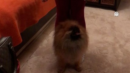 "Köpek Lui'nin sahibi kim" davasında karar çıktı