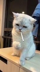 Funny Cats Smoking