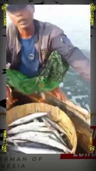 Nelayan ini dapat banyak ikan baracuda