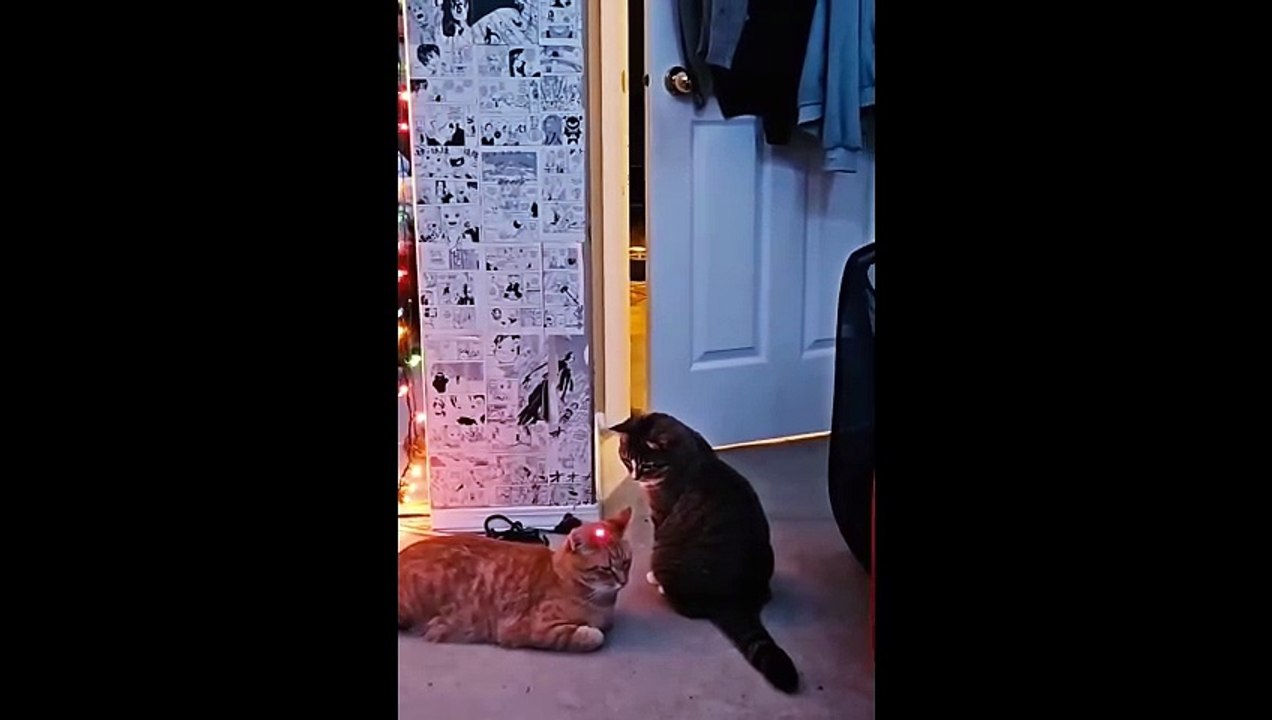 Unexplained cat behavior part 2