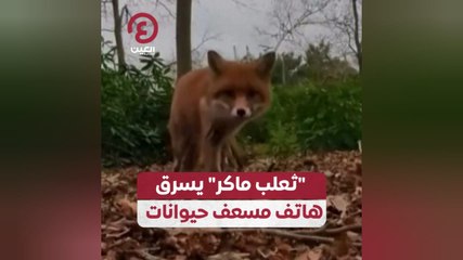 "ثعلب ماكر" يسرق هاتف مسعف حيوانات