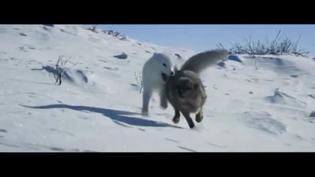 Kina e Yuk , Benedetta Rossi racconta il viaggio di due volpi polari