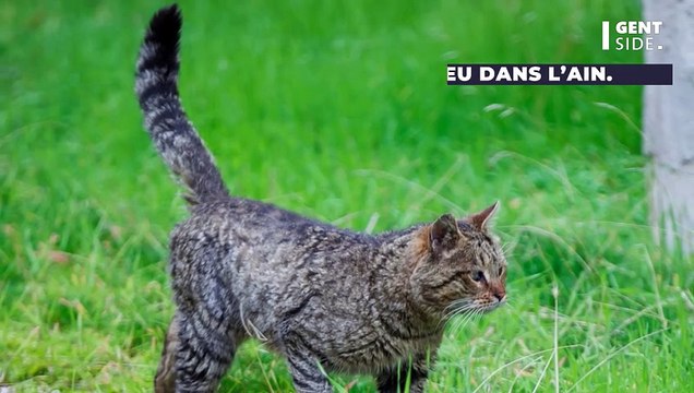 Un chat retrouve ses maîtres deux ans après sa disparition