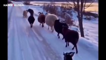 -20 derecelik Kars soğuğunda otlamaya götürülen koyunun şaşkınlığı güldürdü
