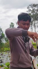 how I catch snakehead fish #fishing #snakehead #giantsnakehead