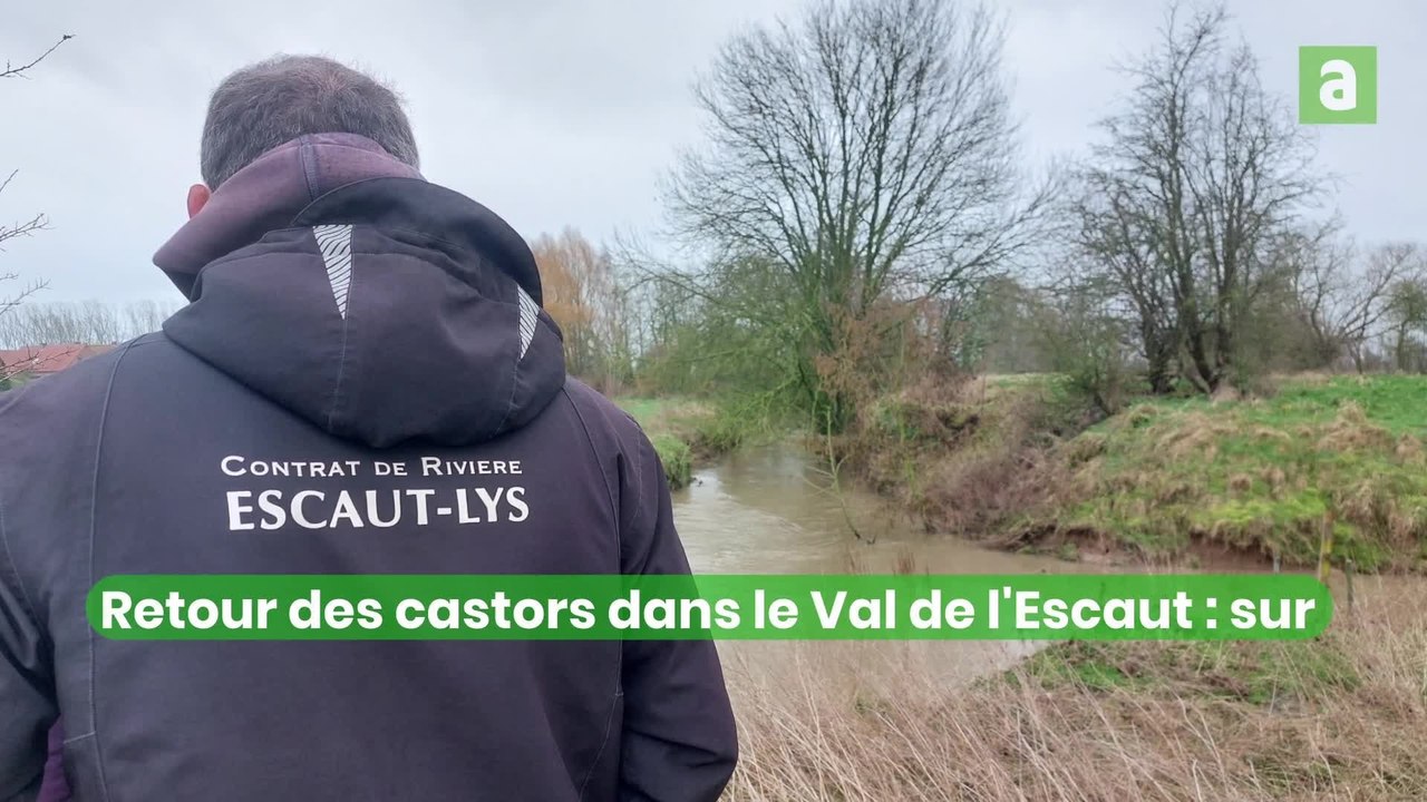 Retour des castors dans la vallée de l'Escaut