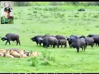 @قطيع من الجاموس الوحشى يقررالقضاءعلى مجموعة من الاسودالمفترسة