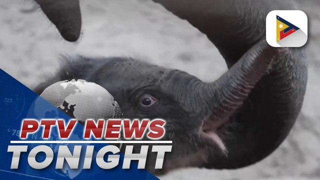 Copenhagen Zoo welcomes birth of baby elephant