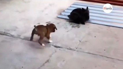 Szczeniak obserwuje królika i postanawia zachowywać się tak, jak on (video)