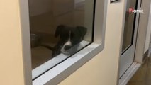 Video. Cane di un rifugio vuole essere adottato: impossibile guardarlo senza commuoversi