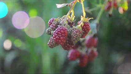 Des pesticides dans 70% des fruits et légumes non bio, selon une étude
