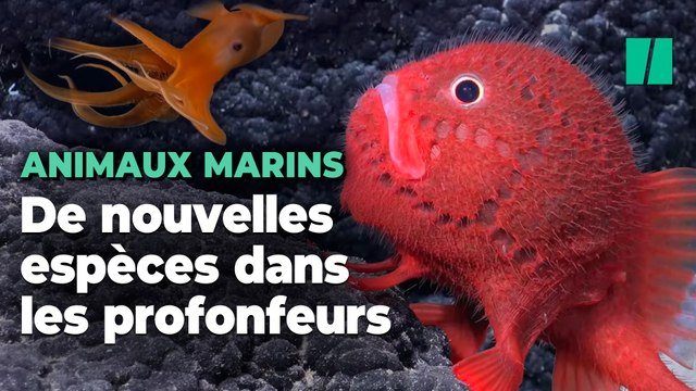 Cette expédition sous-marine a certainement permis de découvrir une centaine d’espèces