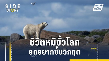 ตามติดชีวิตหมีขั้วโลก อดอยากเข้าขั้นวิกฤต | Side Story