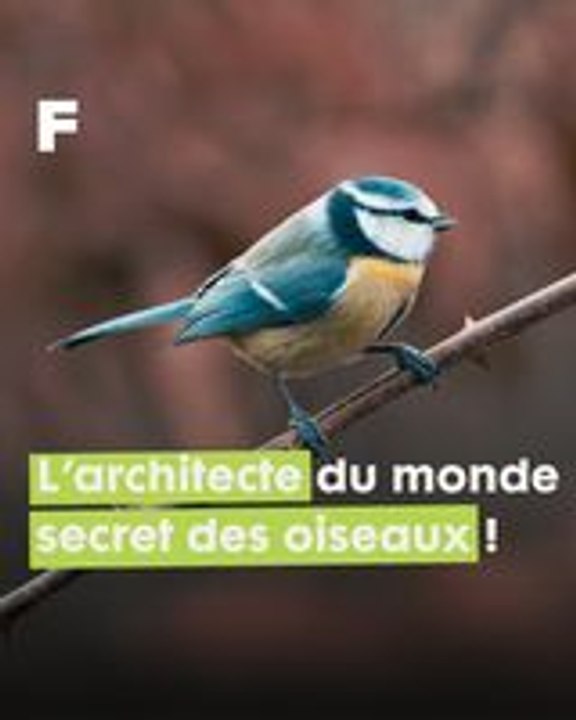 La Mésange bleue : une virtuose dans l'art de construire son nid !
