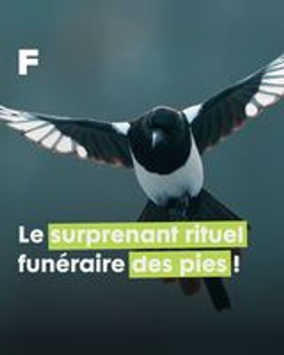 L'étrange et surprenant rite funéraire des pies auprès des défunts !