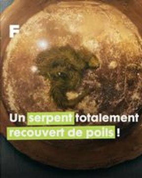 Découverte étonnante : un serpent poilu intrigant émerge des marais asiatiques !