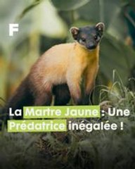 La Martre Jaune d'Inde : une prédatrice hors pair à la beauté fatale de la jungle !