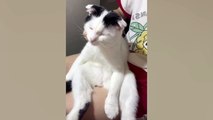 My Cat's Reaction to The Massager - Funniest Reaction Ever