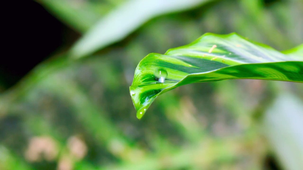 Earthsounds Trailer | Official