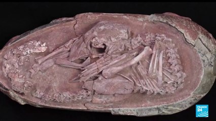 "Un embryon de dinosaure"