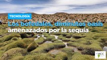 Los bofedales, diminutos oasis amenazados por la sequía