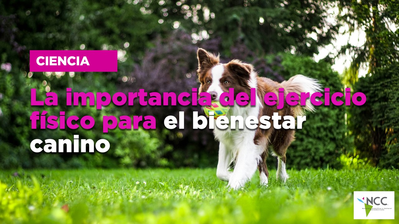 La importancia del ejercicio físico para el bienestar canino