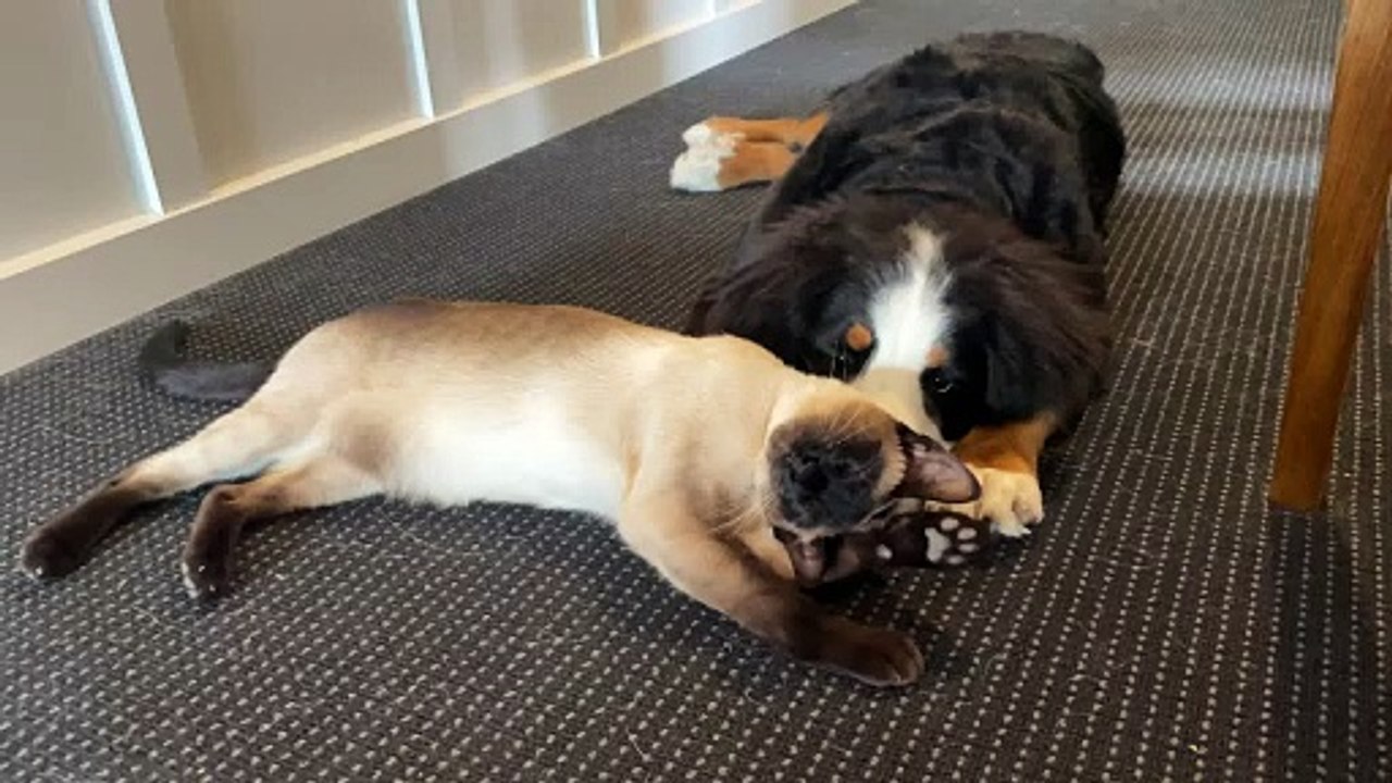 Un couple de copains câlins