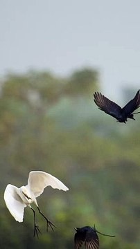 Les oiseaux se liguent contre des oiseaux plus gros