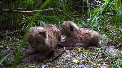 Los felinos de la nieve y yo