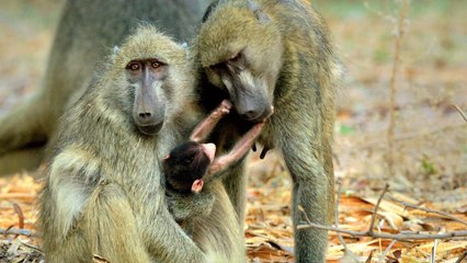 Bande annonce "Les babouins des chutes Victoria"