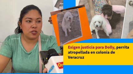 Exigen justicia para Dolly, perrita atropellada en colonia de Veracruz